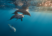 How Google’s AI Is Decoding Dolphin Communication Dolphin